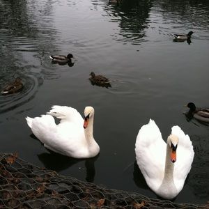 Meet your Posher, Louise